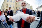 Białe gołębie na ślub (woj.dolnośląskie i opolskie) - 3