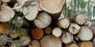 Drewno Opałowe / Kominkowe sosna, dąb, buk, klon, olcha