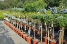 Tuja Tuje thuja szmaragd shmaragd 70-80cm 2l 9zł HURT - 4