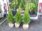 Tuja szmaragd z GRUNT 1-1,1m Thuja shmaragd - 4