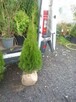 Tuja szmaragd z GRUNT 1-1,1m Thuja shmaragd - 3