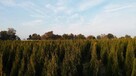 Tuja szmaragd z GRUNT 1-1,1m Thuja shmaragd - 5