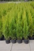 Tuja Tuje thuja szmaragd shmaragd 70-80cm 2l 9zł HURT - 1