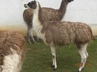 Pokaz żywych zwierząt mini zoo dla szkół przeszkoli grup i - 6