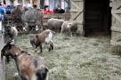 Pokaz żywych zwierząt mini zoo dla szkół przeszkoli grup i - 2