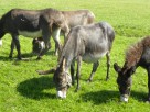 Pokaz żywych zwierząt mini zoo dla szkół przeszkoli grup i - 3