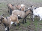 Pokaz żywych zwierząt mini zoo dla szkół przeszkoli grup i - 5
