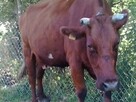 Pokaz żywych zwierząt mini zoo dla szkół przeszkoli grup i - 8