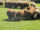 Pokaz żywych zwierząt mini zoo dla szkół przeszkoli grup i - 7