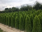 Tuje/Thuja szmaragd 220-250cm, Gwarancja Satysfakcji - 5