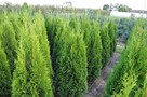 Tuje/Thuja szmaragd 220-250cm, Gwarancja Satysfakcji - 3