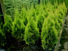 Tuja Szmaragd, Thuja Smaragd, tuje szmaragdowe w doniczkach - 6