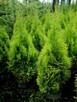 Tuja Szmaragd, Thuja Smaragd, tuje szmaragdowe w doniczkach - 5