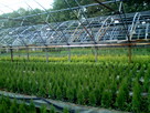 Tuja Szmaragd, Thuja Smaragd, tuje szmaragdowe w doniczkach - 3