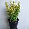 Berberys Thunberga Golden Rocket sadzonka w pojemniku - 2