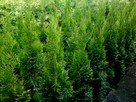 Tuja Szmaragd, Thuja Smaragd, tuje szmaragdowe w doniczkach - 2