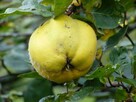 Pigwa jabłkowa w pojemniku - 2