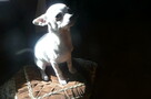 Chihuahua szczeniaczki - 2