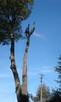 wycinka alpinistyczna - 3
