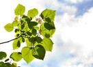 Catalpa kulista Nana - 5