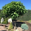 Catalpa kulista Nana - 4