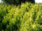Thuja Tuja formowana Żywotnik zachodni Sunkist 2 m - 4