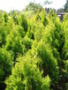 Thuja Tuja formowana Żywotnik zachodni Sunkist 2 m - 5