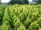 Thuja Tuja formowana Żywotnik zachodni Sunkist 2 m - 2