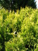 Thuja Tuja formowana Żywotnik zachodni Sunkist 2 m - 1