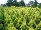 Thuja Tuja formowana Żywotnik zachodni Sunkist 2 m - 3