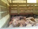 KIEROWCA/KONWOJENT PRZEWOŻĄCY ZWIERZĘTA ŻYWE - 3