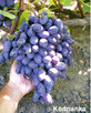Sadzonki winorośli wysokiej jakości (Ukraina) - 2