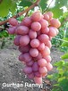 Sadzonki winorośli wysokiej jakości (Ukraina) - 4