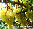 Sadzonki winorośli wysokiej jakości (Ukraina) - 7