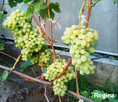 Sadzonki winorośli wysokiej jakości (Ukraina) - 5