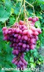 Sadzonki winorośli wysokiej jakości (Ukraina) - 6