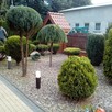 Wycinka drzew i prace ogrodowe- Zgierz i okolice. BanGarden - 9