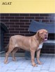 Dogue de Bordeaux Dog Mastif - pieski rodowodowe ZKwP / FCI - 2