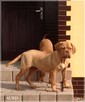 Dogue de Bordeaux Dog Mastif - pieski rodowodowe ZKwP / FCI - 4