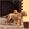 Dogue de Bordeaux Dog Mastif - pieski rodowodowe ZKwP / FCI - 3