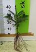Jodła kaukaska Abies nordmanniana 25 cm 4-letnie sadzonki - 2