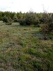 Sprzedam tanio działkę budowlaną Mszczonów okolice nie ROD - 1