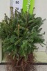Jodła kaukaska Abies nordmanniana 25 cm 4-letnie sadzonki - 3