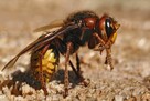 DEZYNFEKCJA DEZYNSEKCJA DERTYZACJA FUMIGACJA TEL 503 015 269 - 4