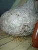 DEZYNFEKCJA DEZYNSEKCJA DERTYZACJA FUMIGACJA TEL 503 015 269 - 3