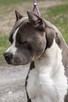 AMSTAFF suka szczniak ZKwP FCI - 3