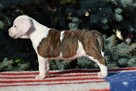 AMSTAFF suka szczniak ZKwP FCI - 5