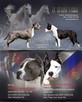 AMSTAFF suka szczniak ZKwP FCI - 4