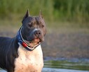 AMSTAFF Reproduktor import Rosja ZKwP FCI - 7