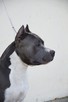 AMSTAFF Reproduktor import Rosja ZKwP FCI - 2